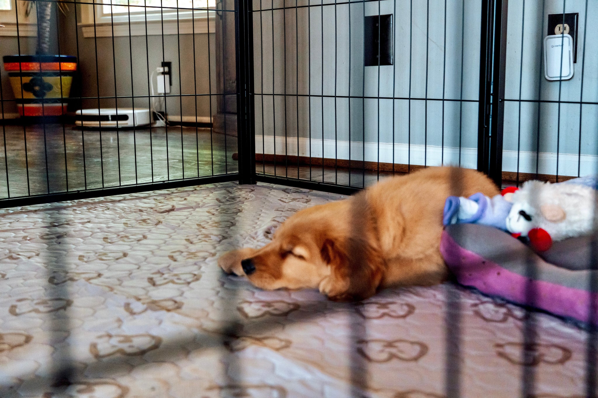 Close-up of a Golden Retriever puppy napping in a playpen beside a plush dog bed.