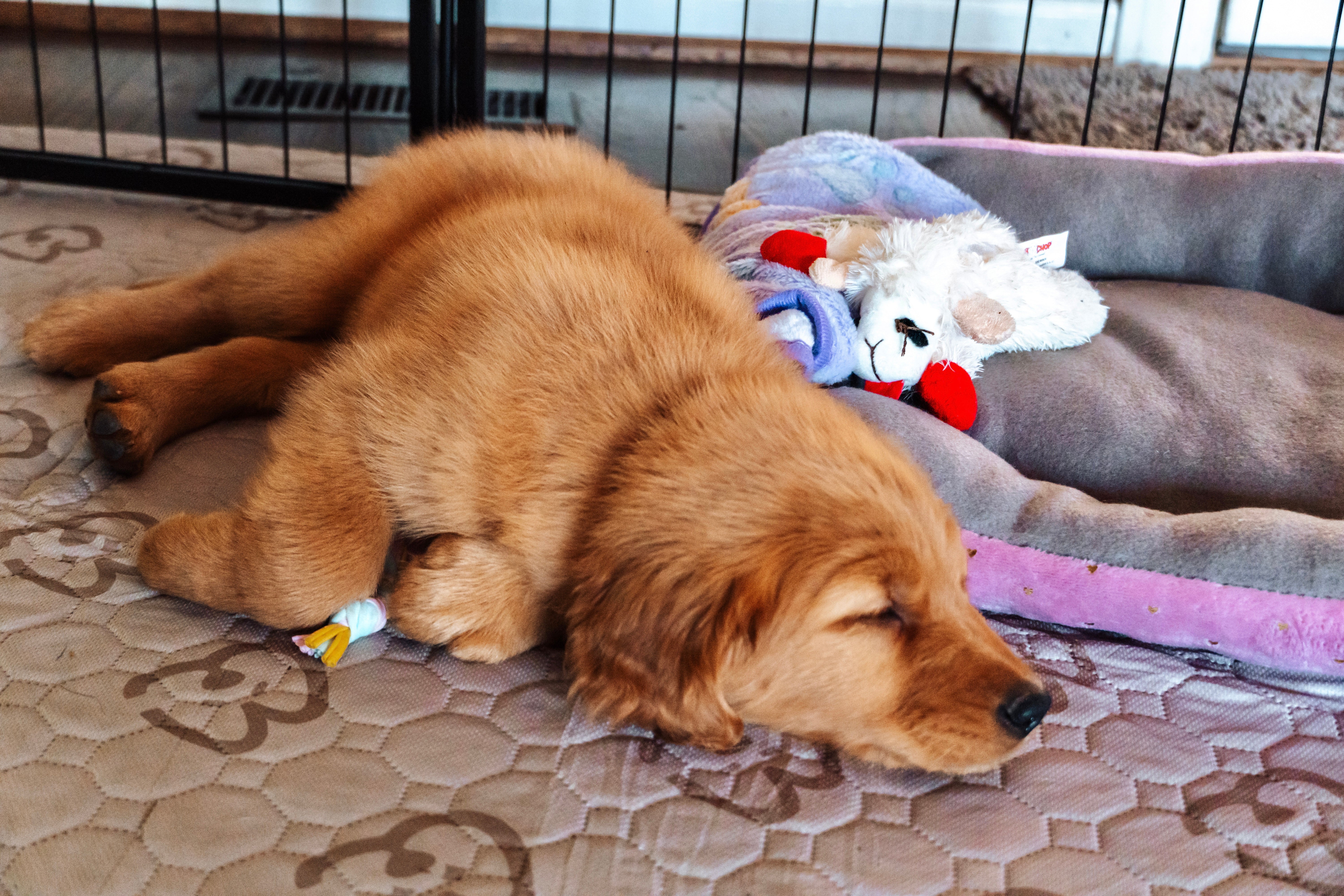Winter Puppy Enrichment Ideas to Keep Your Dog Happy Inside the Playpen
