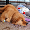 A sleeping golden retriever puppy on a bed with a toy.