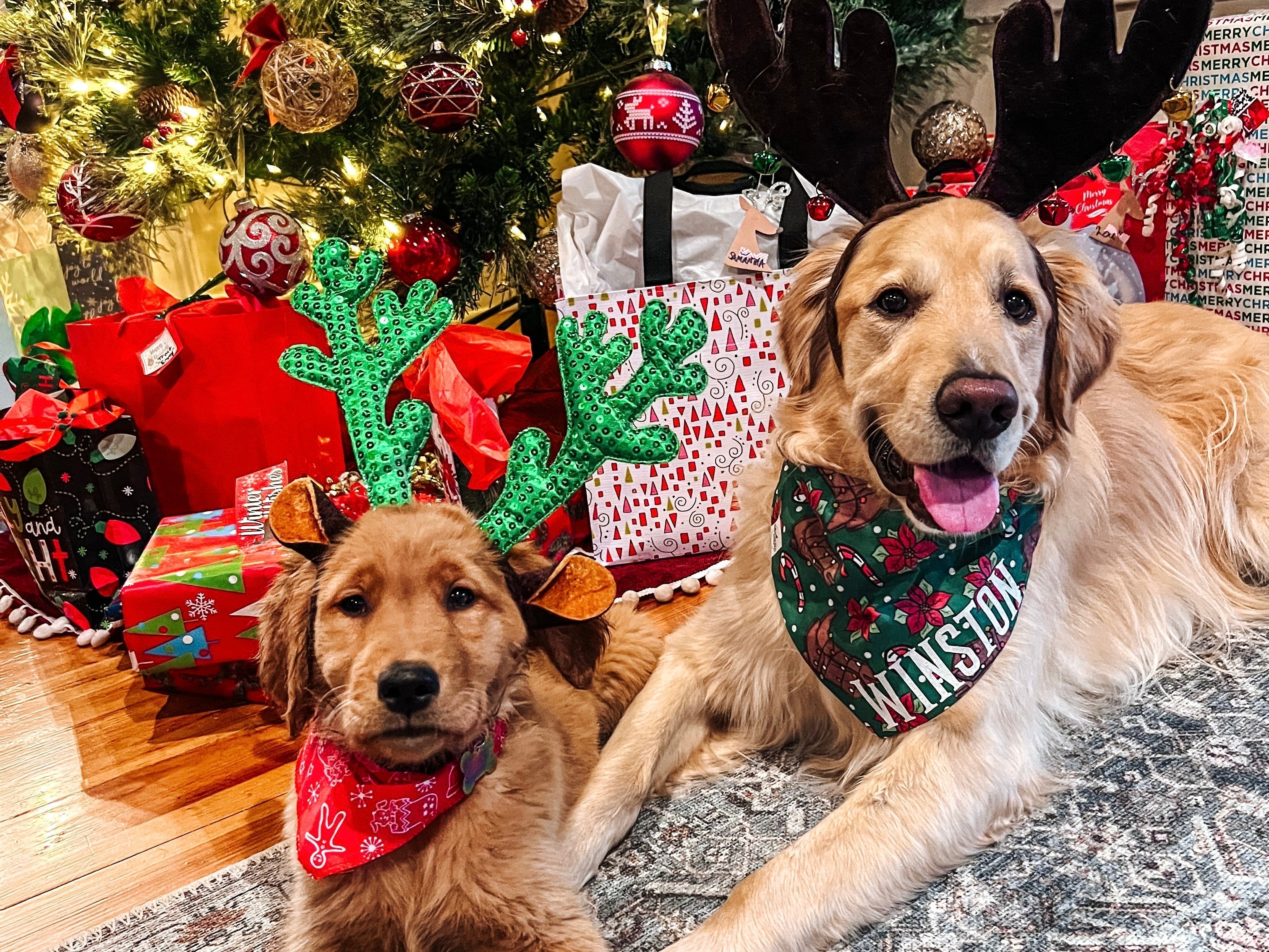 Two golden retrievers wearing reindeer headbands and Christmas bandanas sitting together in front of a decorated Christmas tree with presents underneath.