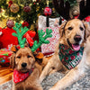 Two golden retrievers wearing reindeer headbands and Christmas bandanas sitting together in front of a decorated Christmas tree with presents underneath.