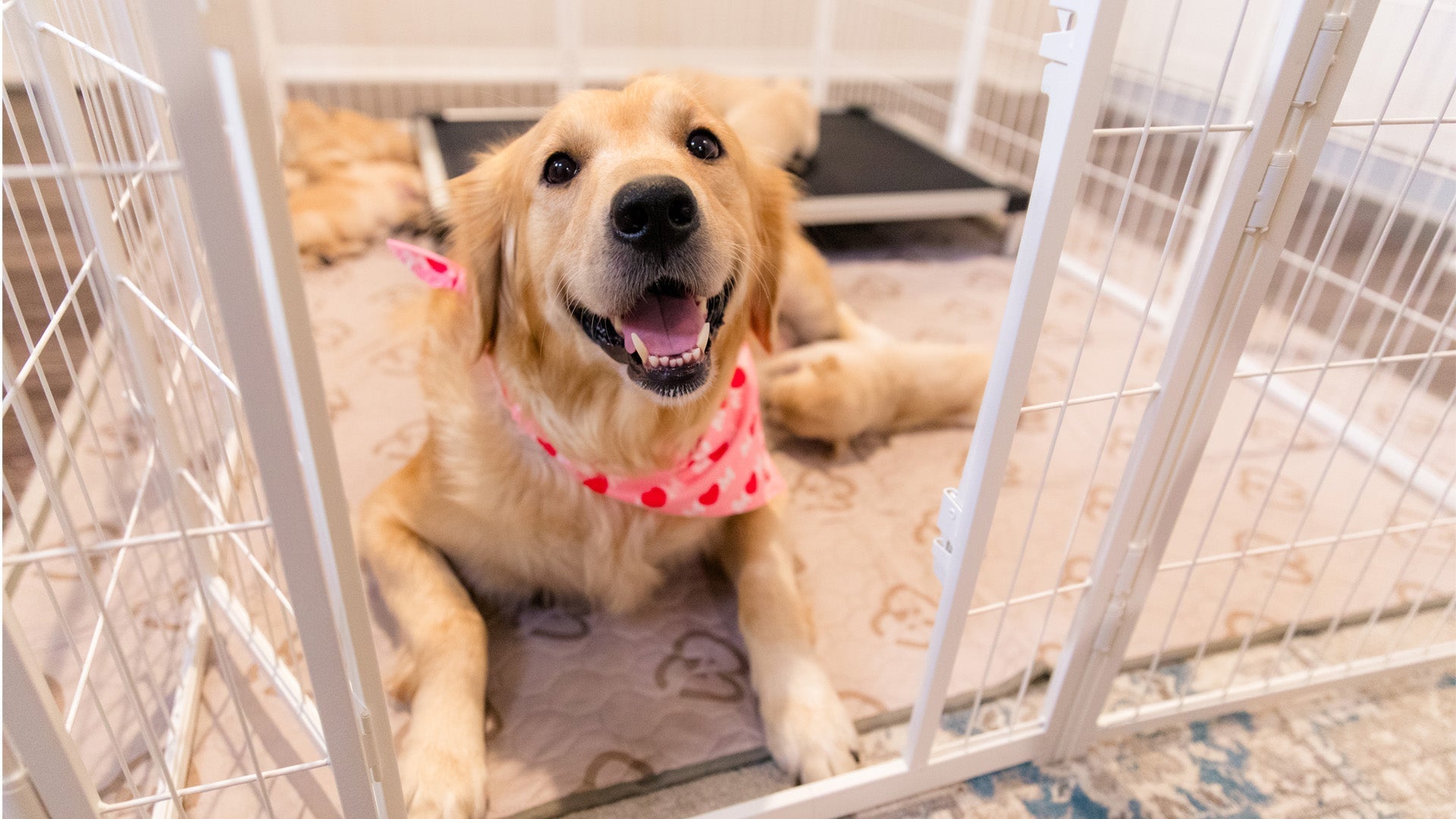 Creative Shapes and Configurations for Dog Playpens