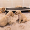 Two golden retriever puppies sitting face-to-face inside a dog playpen with soft flooring