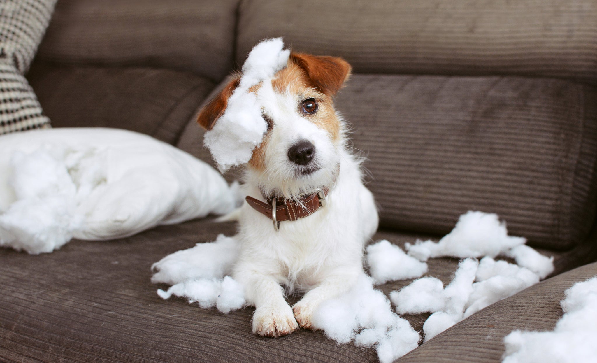 Small dog on a sofa surrounded by destroyed pillow stuffing showing pet damage.