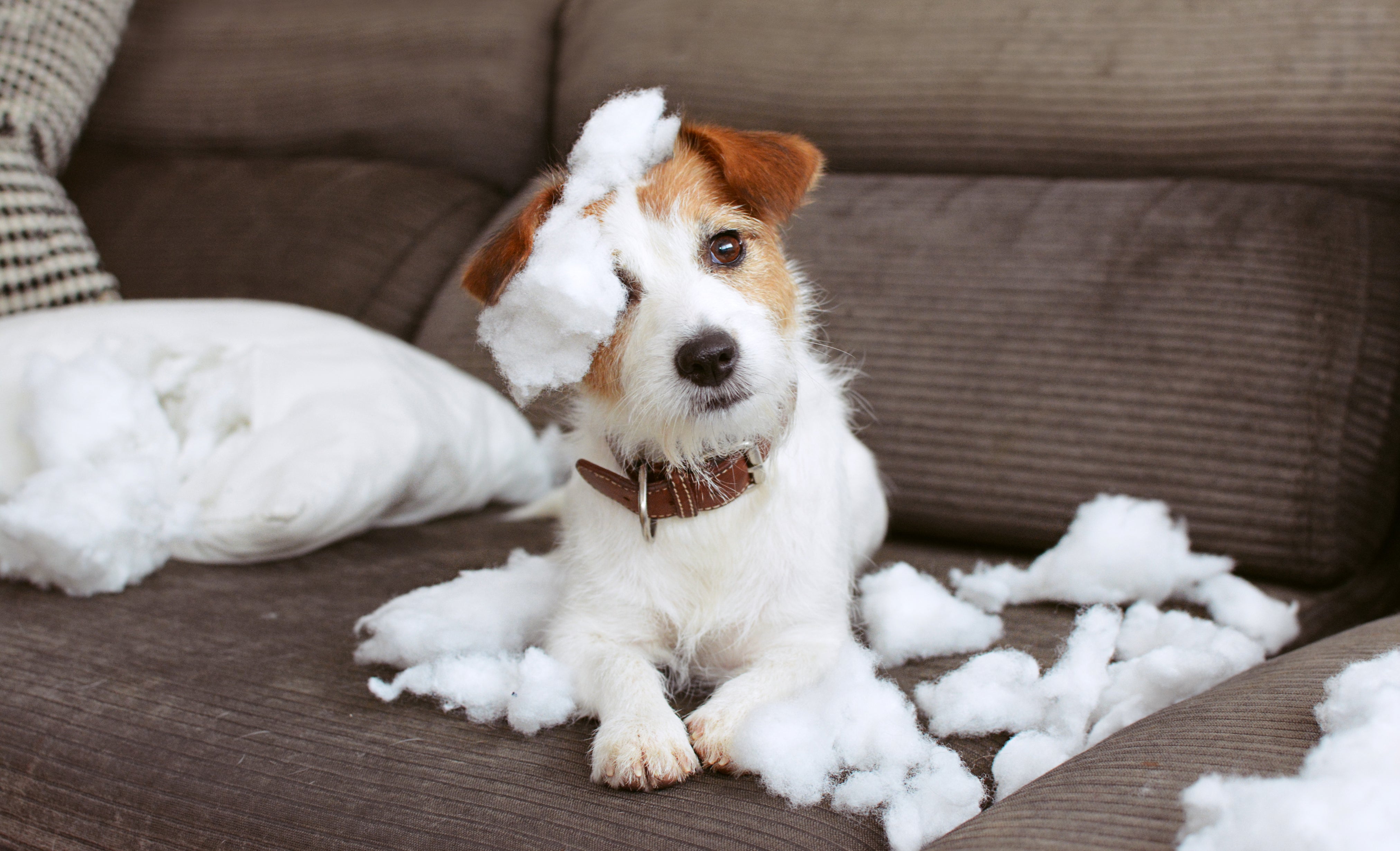 Small dog on a sofa surrounded by destroyed pillow stuffing showing pet damage.