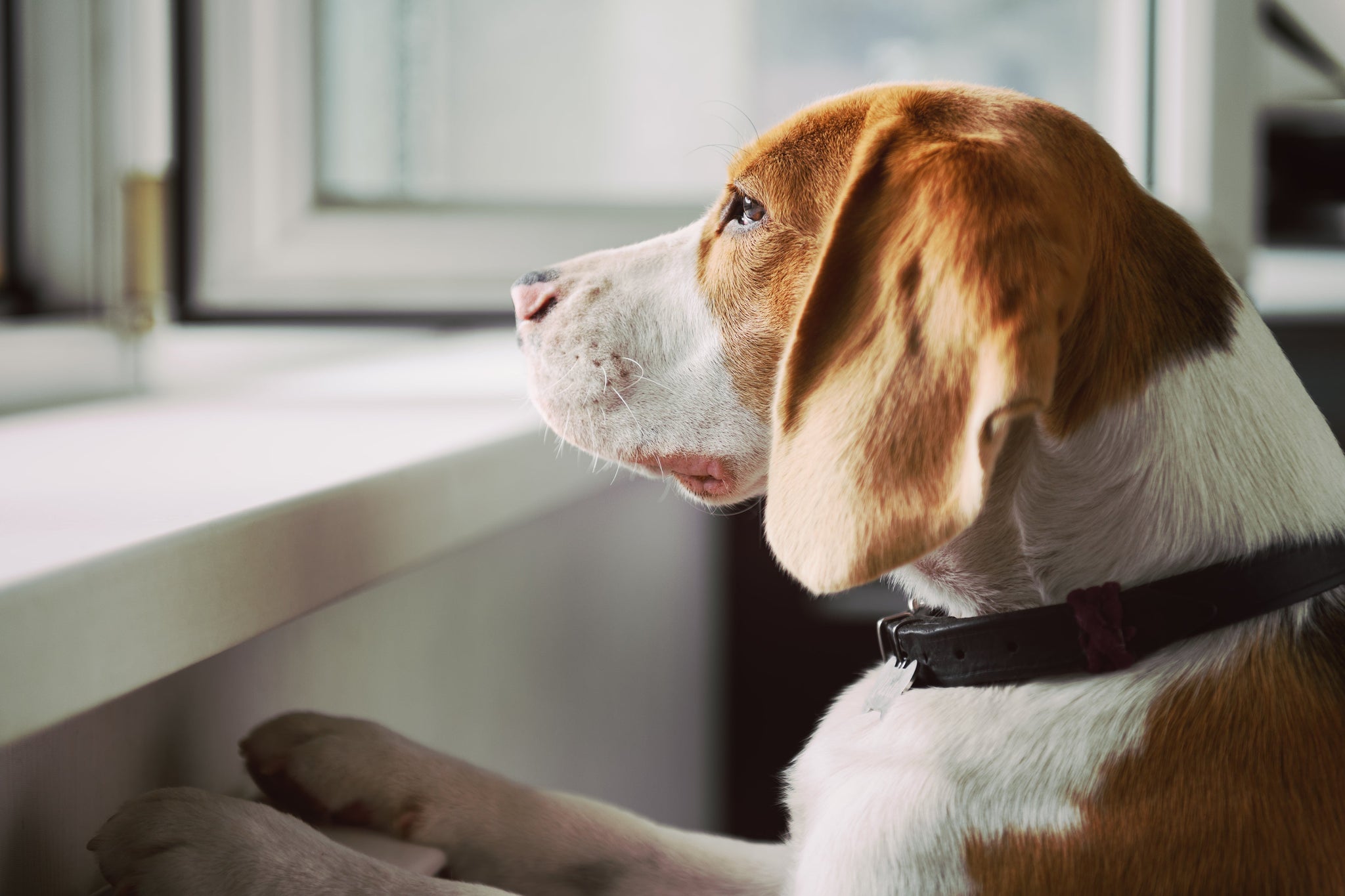 A beagle standing by a window indoors, resting its paws on the windowsill and looking outside in natural daylight.
