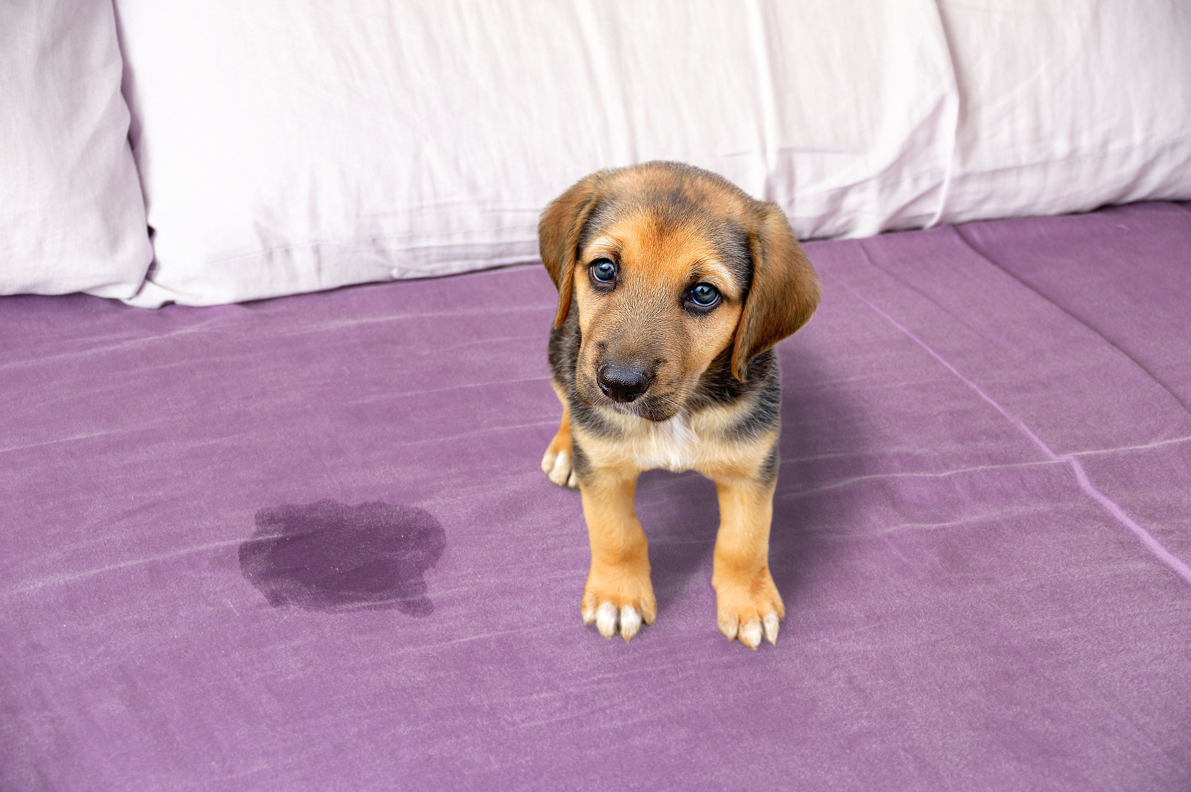 A sad-looking puppy sitting on a bed with a visible urine spot, illustrating common dog bed-wetting behavior.