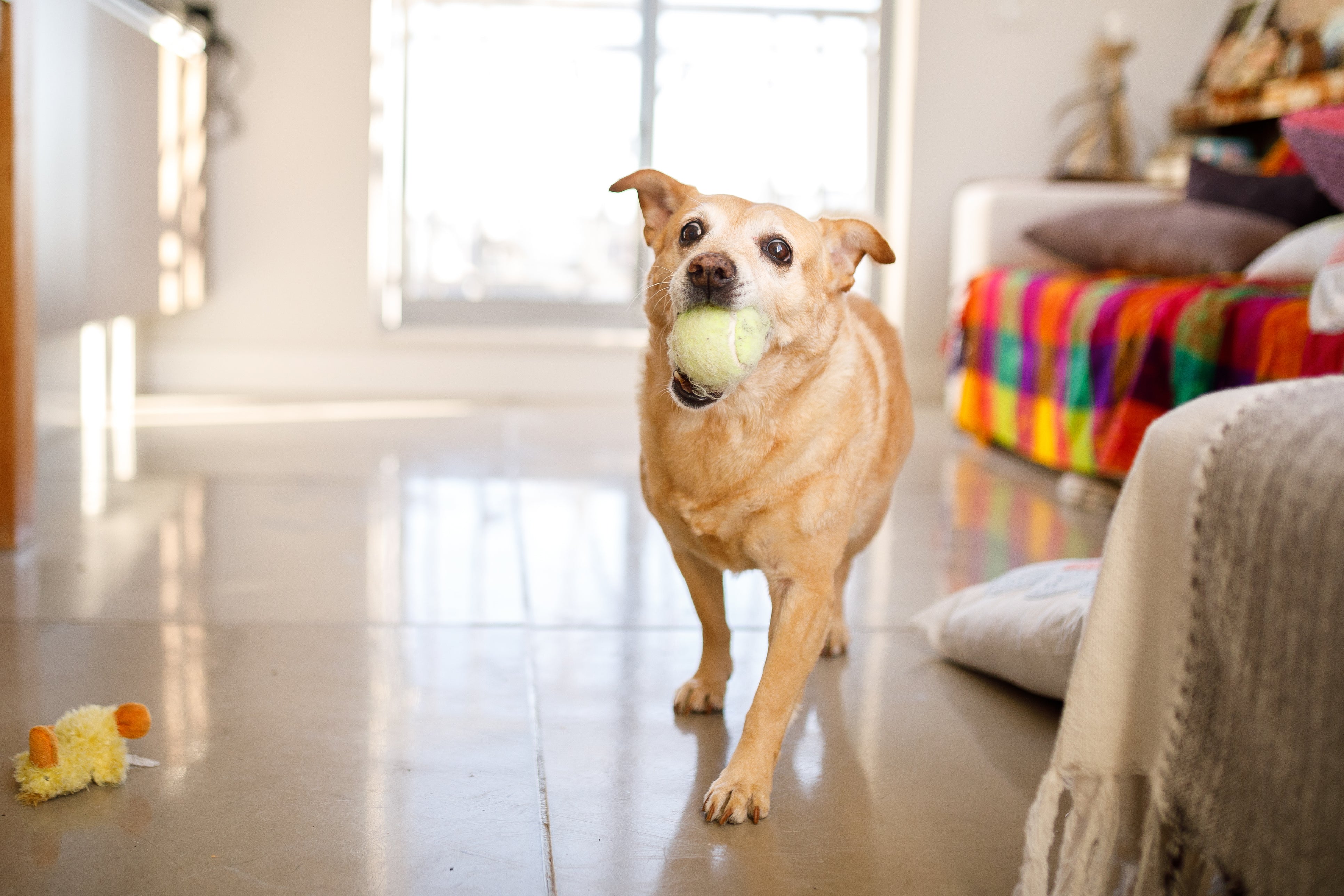 Senior small brown dog carrying a tennis ball in its mouth while walking on a polished indoor tile floor.