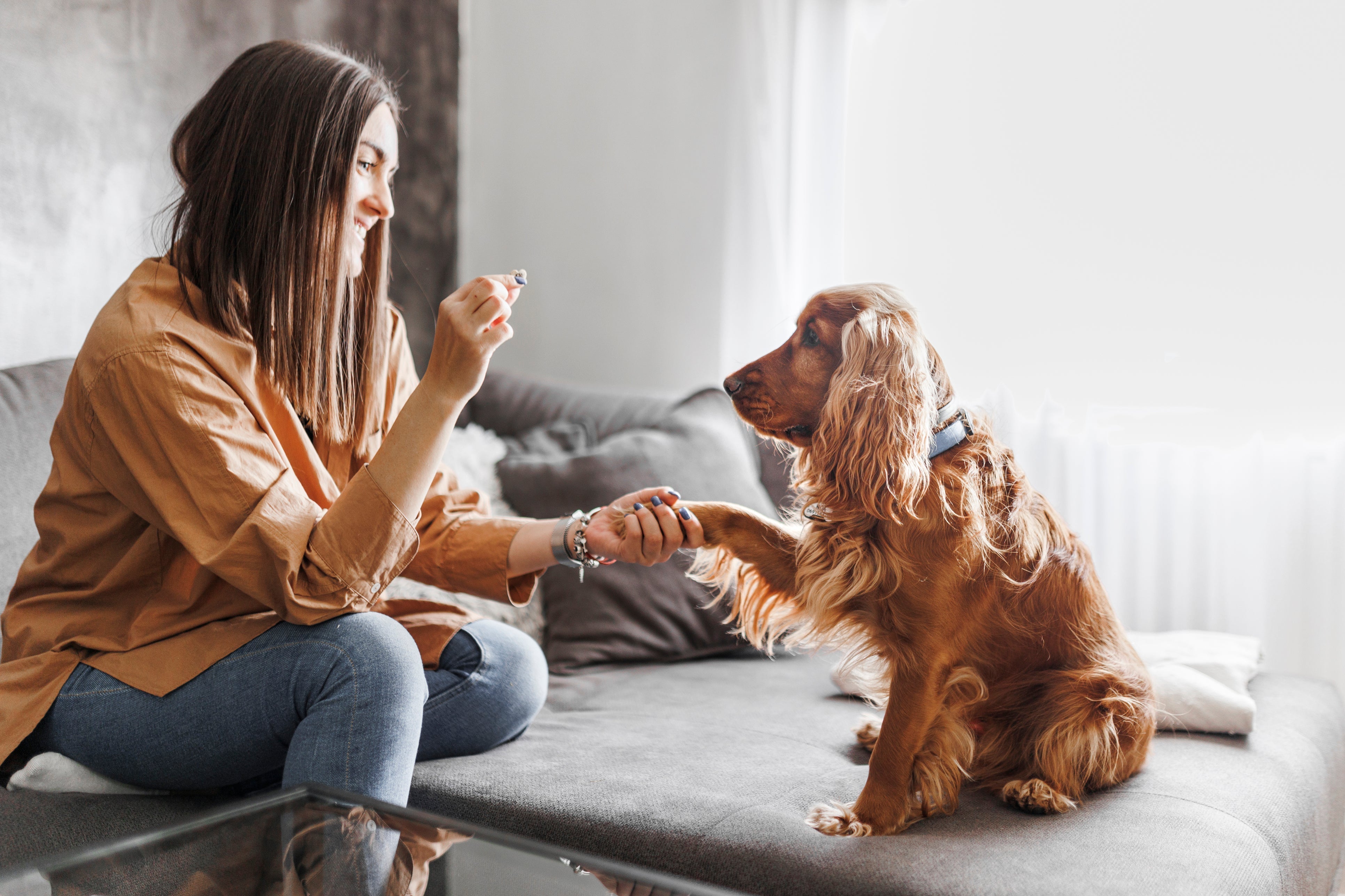 A woman sitting on a sofa training her dog to give a paw using a treat.