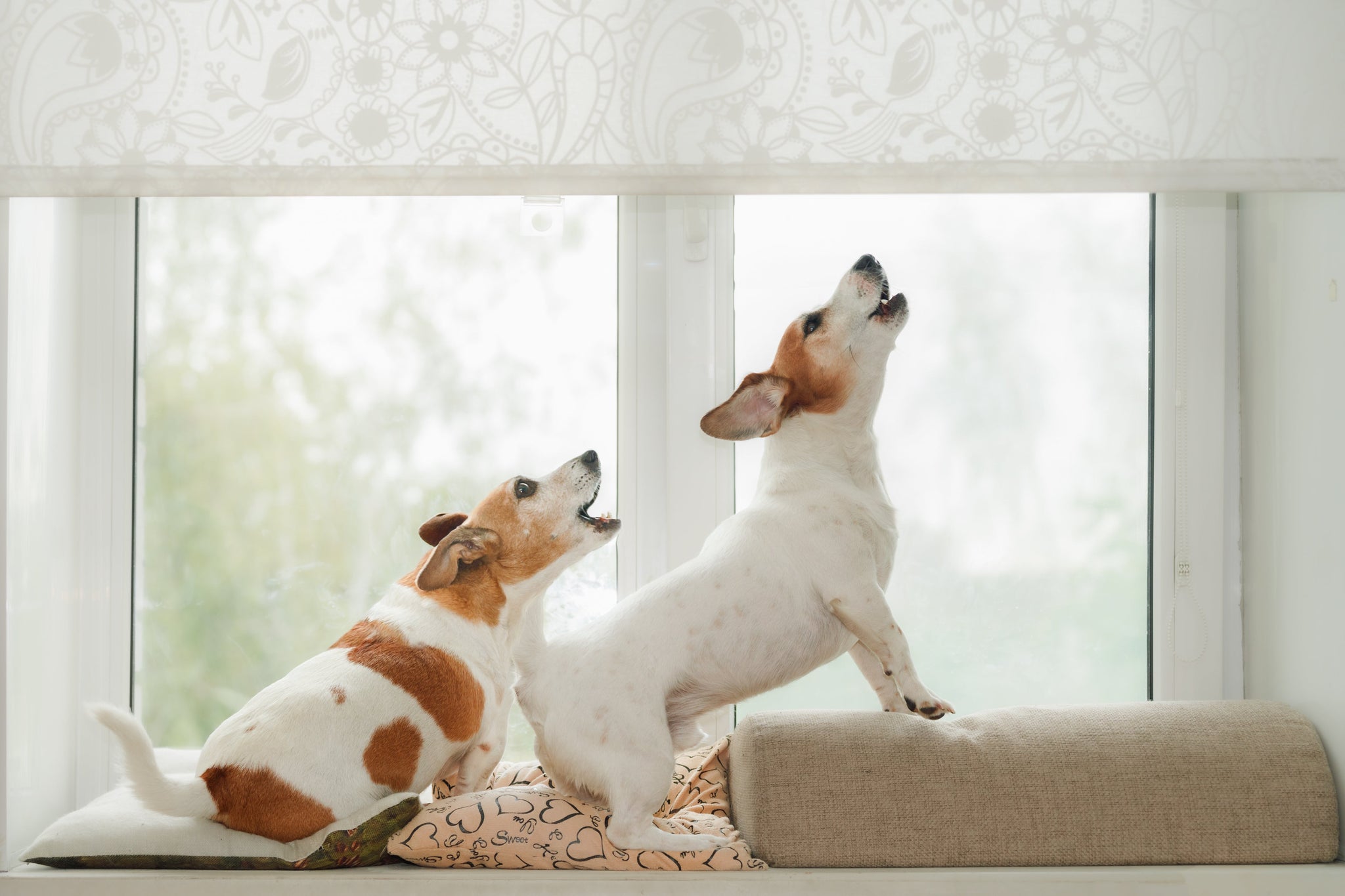 Two small dogs perched on a windowsill howling together.