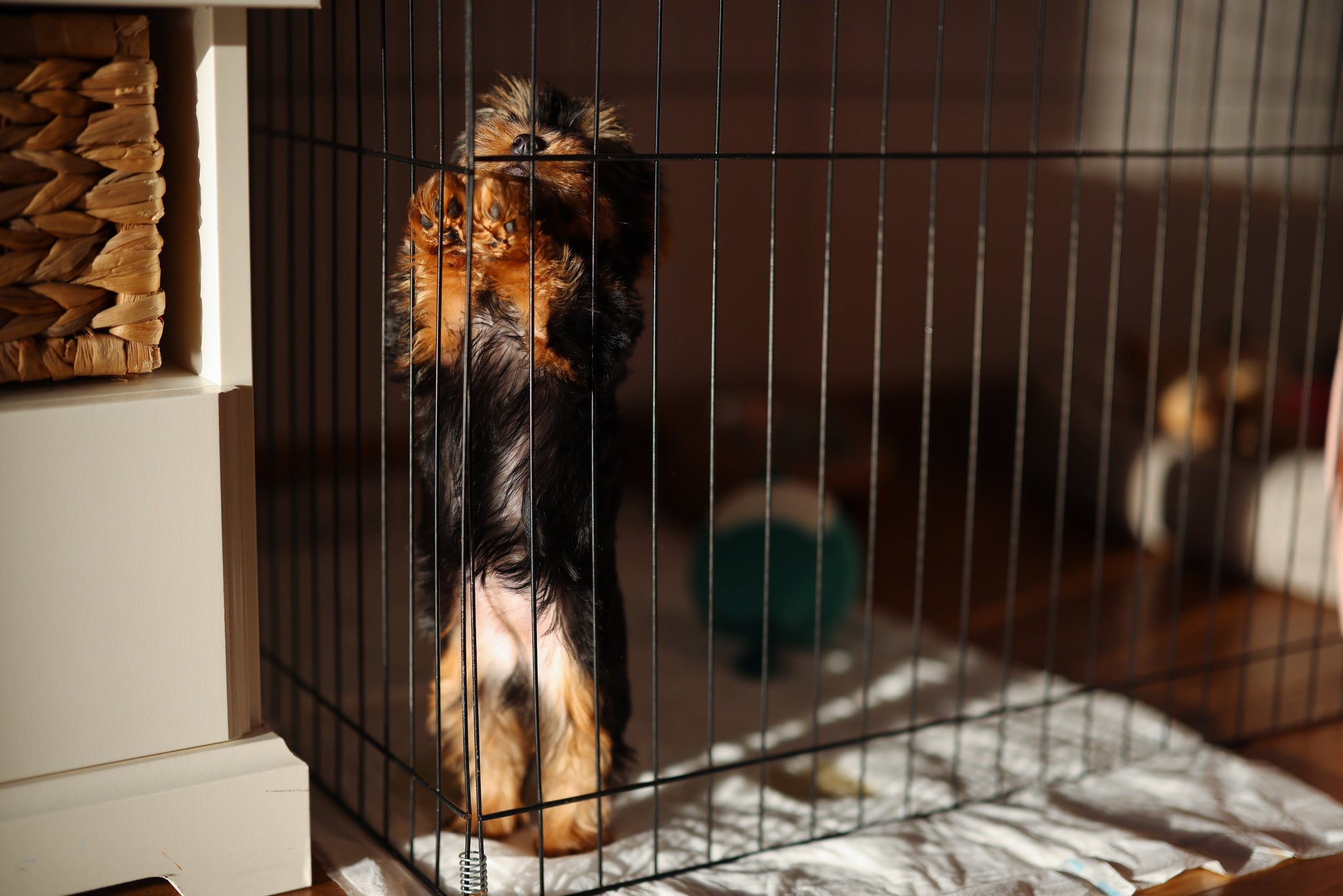 How to Stop a Puppy From Jumping Out of a Playpen