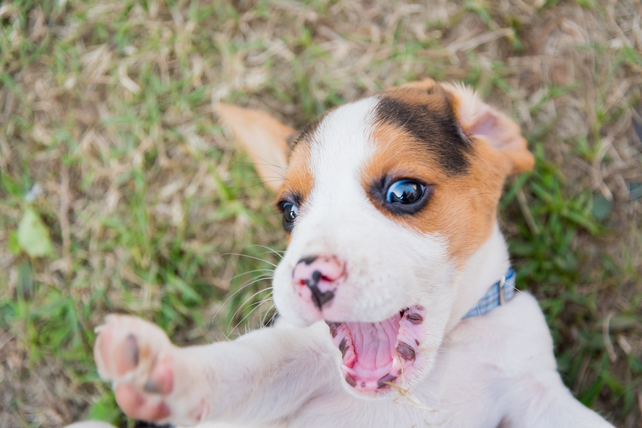 Puppy Behavior Red Flags Everyone Should Know (And How to Respond Safely)