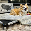A Corgi Dog Lying on a Chew Proof Elevated Dog Beds