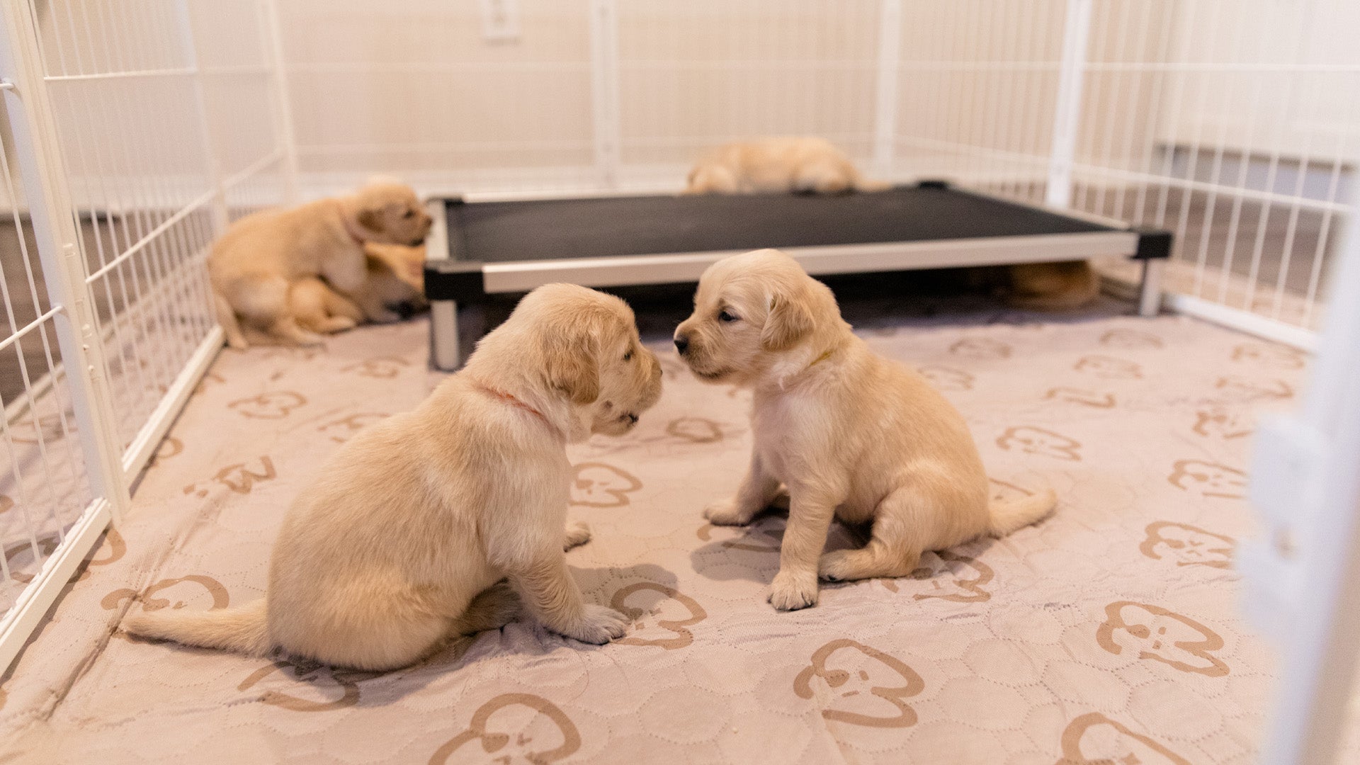 Two golden retriever puppies sitting face-to-face inside a dog playpen with soft flooring
