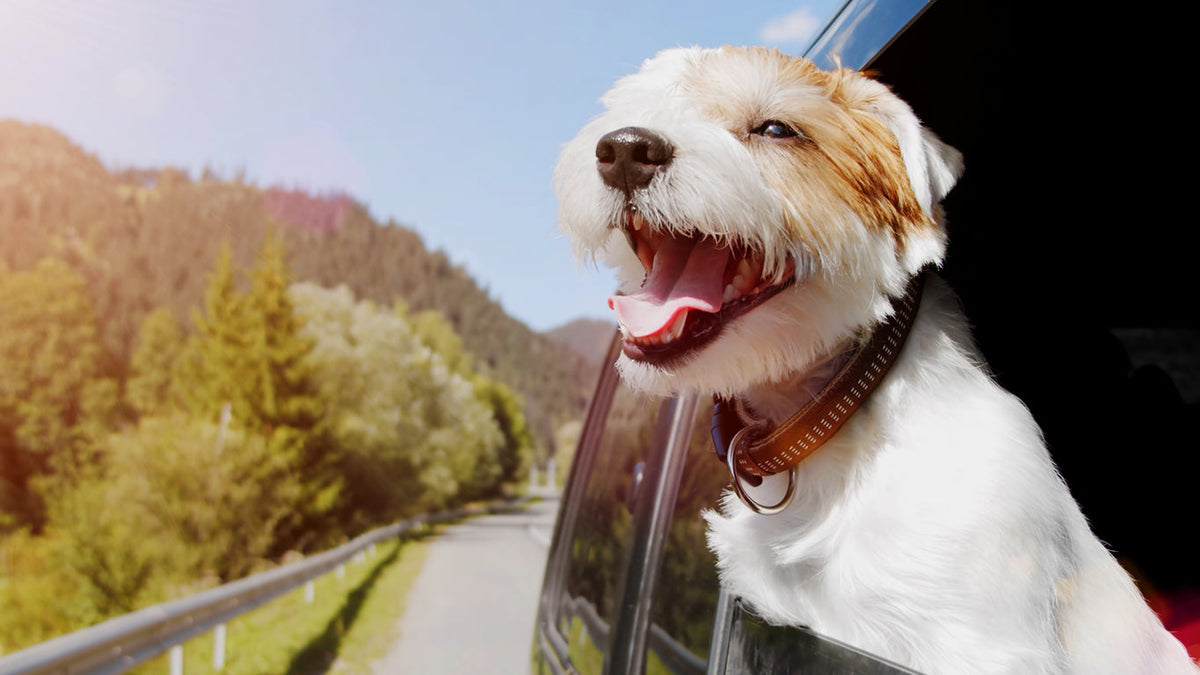 A dog on the road in RV