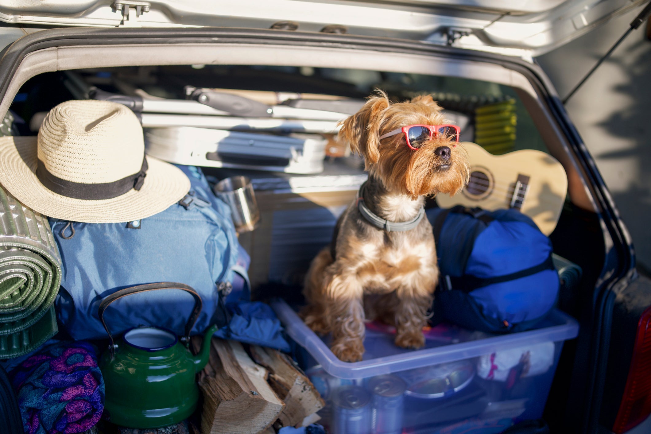 Shot of an adorable little dog wearing sunglasses, sitting in the full car trunk.