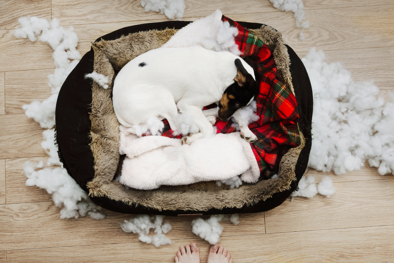 Dog sleeping on a destroyed dog bed with stuffing everywhere.