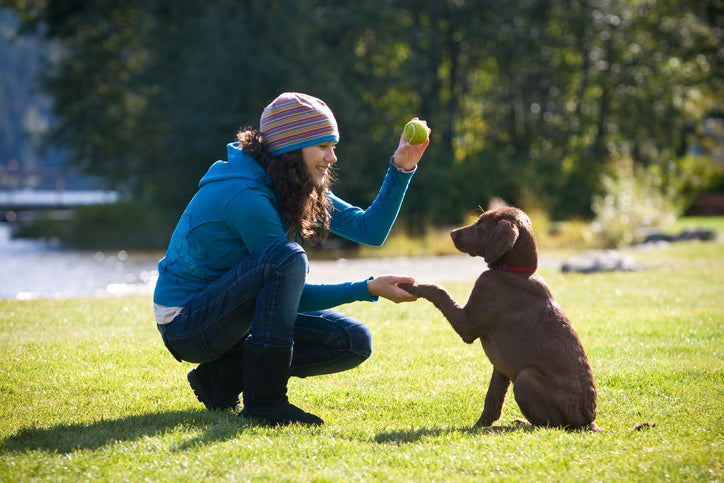 A young woman training a brown puppy to shake paws on a grassy field.