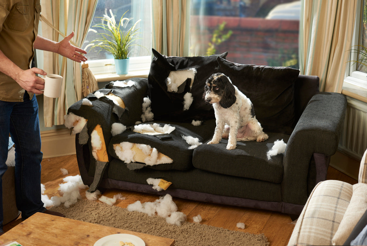 How to Stop a Puppy from Chewing Everything Fast