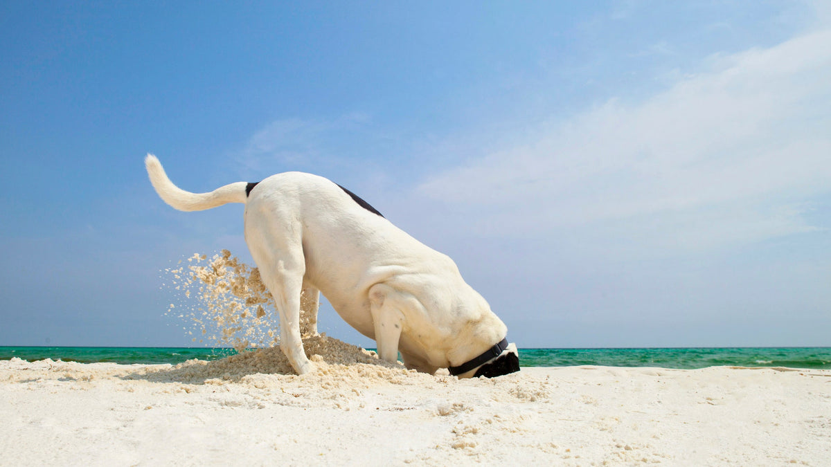 A dog is digging