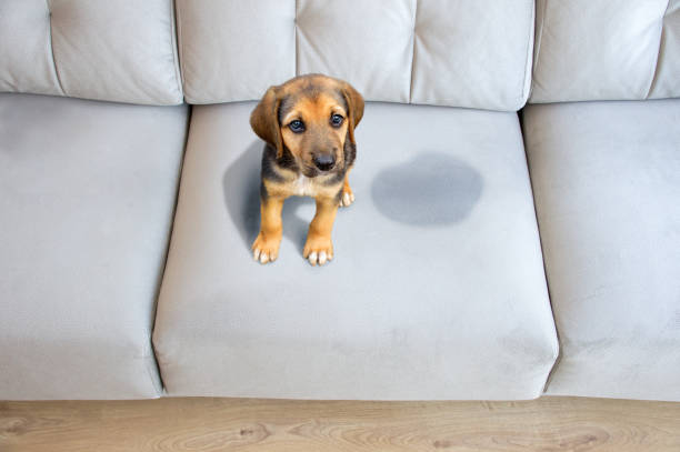A small, sad-looking puppy sits on a light gray couch next to a fresh wet urine stain, looking up at the camera.