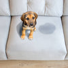 A small, sad-looking puppy sits on a light gray couch next to a fresh wet urine stain, looking up at the camera.