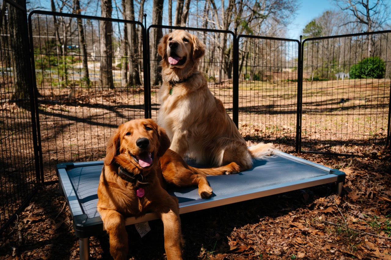 Chew Proof Elevated Dog Beds: Why They're Worth the Investment
