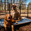 Two Large Dog Laying on a Chew Proof Elevated Dog Beds
