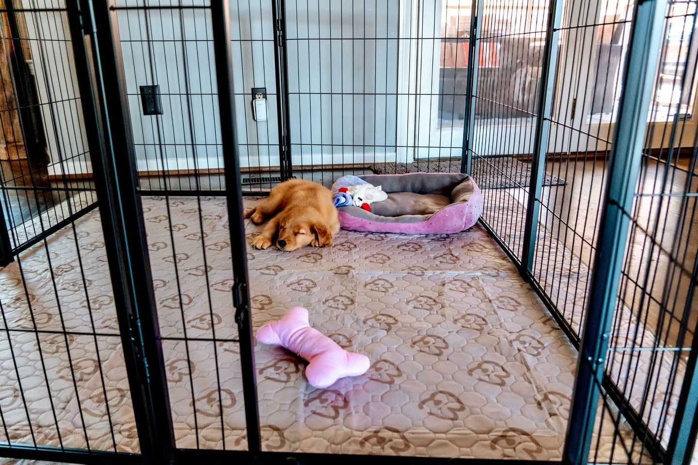 How to Train a Dog to Pee on a Pad: A Friendly Guide for Potty Training Success