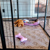 How to Train a Dog to Pee on a Pad: A Friendly Guide for Potty Training Success