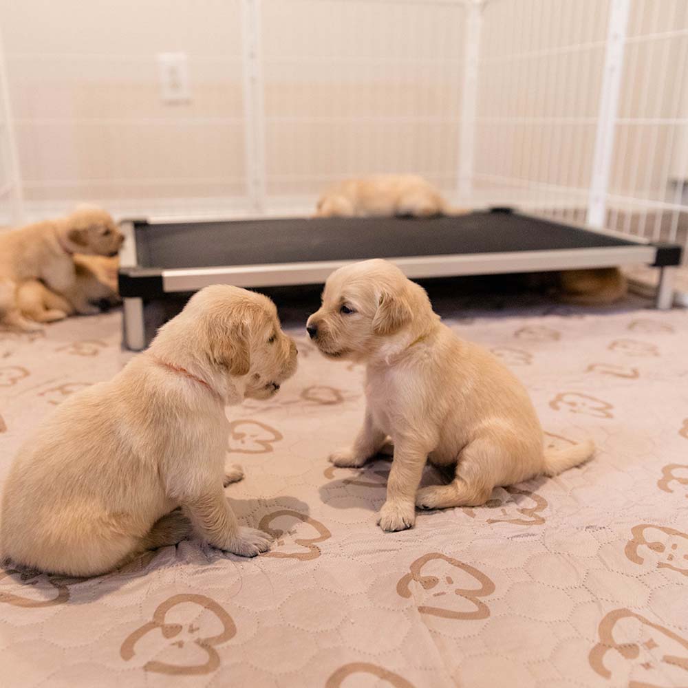 TitanNest Padded Chew-Proof Elevated Dog Bed for Your Chewer