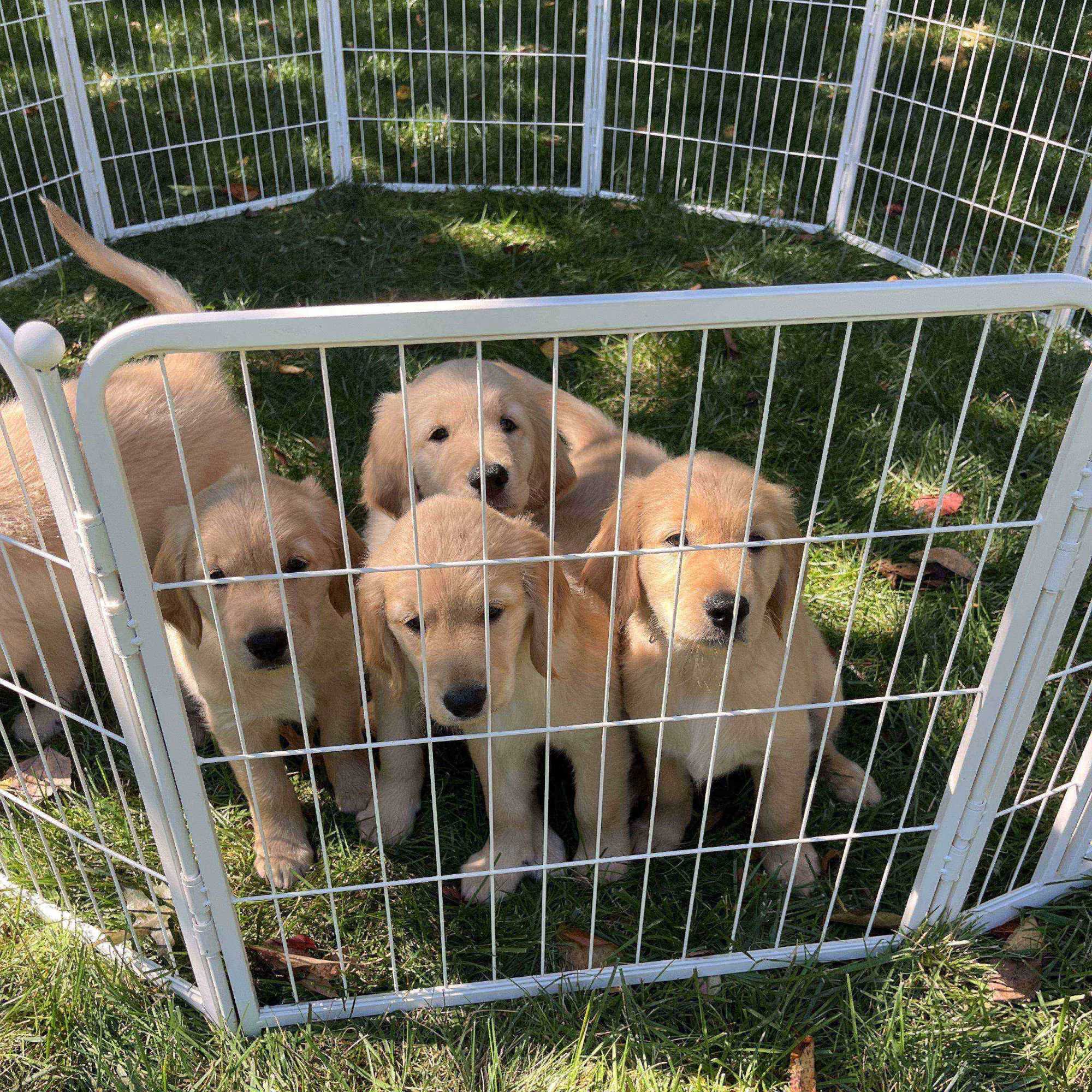 White Rollick Dog Playpen for All-Terrain FXW