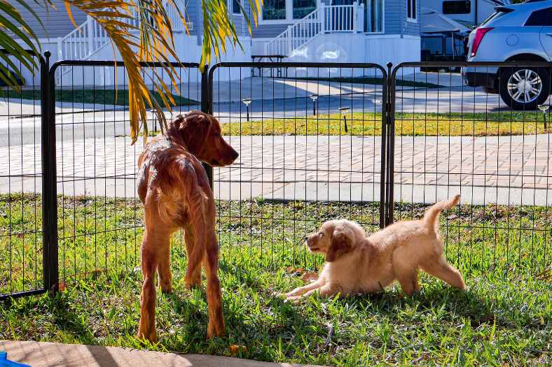 Two dogs play in the yard within a well set up dog playpen