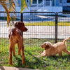 Two dogs play in the yard within a well set up dog playpen