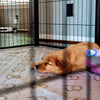 Close-up of a Golden Retriever puppy napping in a playpen beside a plush dog bed.