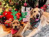 Two golden retrievers wearing reindeer headbands and Christmas bandanas sitting together in front of a decorated Christmas tree with presents underneath.