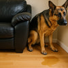 German Shepherd dog peeing on the floor next to a sofa, showing signs of house training issues.