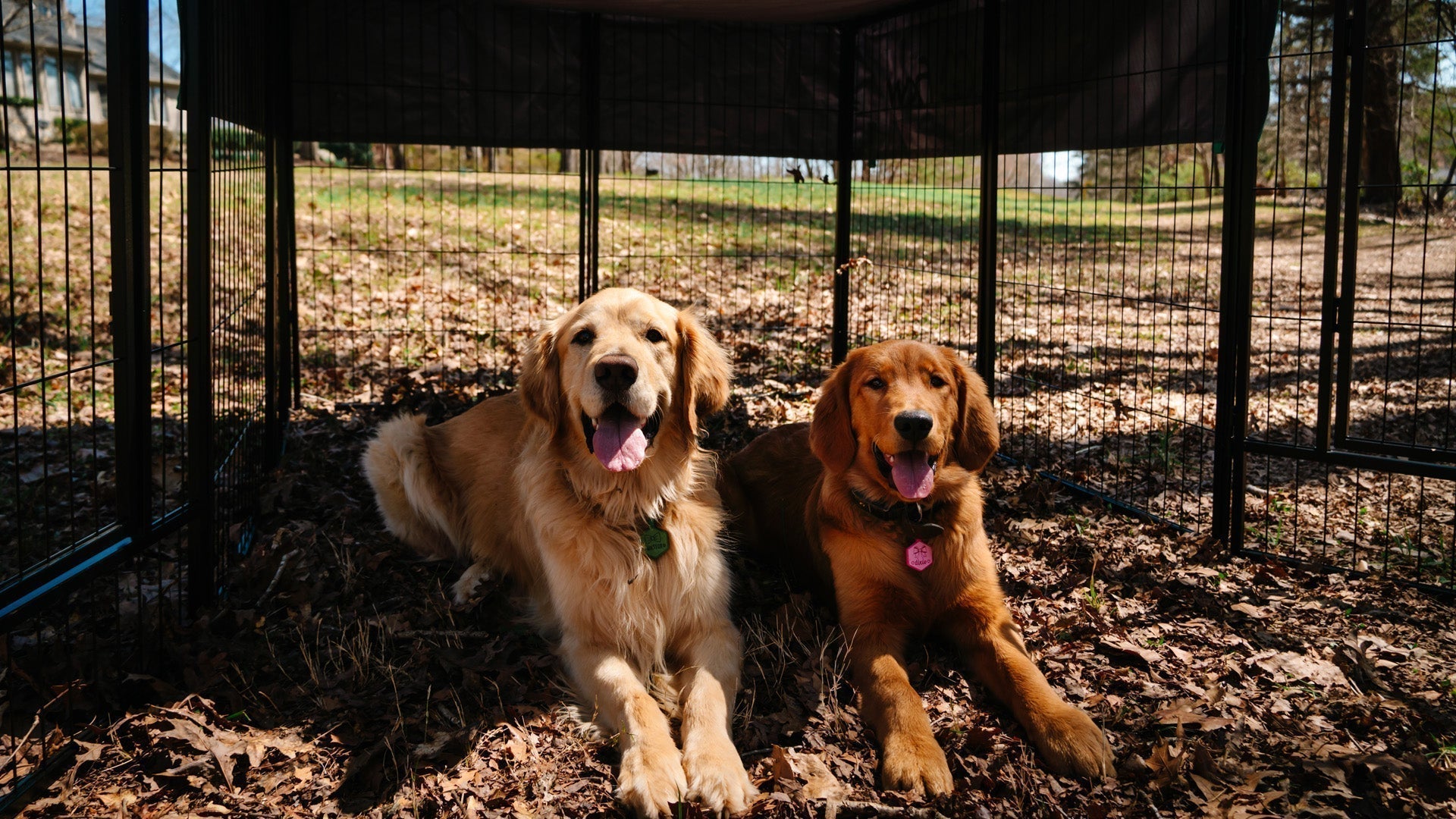 Two Golden Retrievers lying side by side under the shade inside a sturdy outdoor FXW dog playpen.