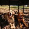Two Golden Retrievers lying side by side under the shade inside a sturdy outdoor FXW dog playpen.