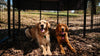 Two Golden Retrievers lying side by side under the shade inside a sturdy outdoor FXW dog playpen.