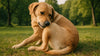 Golden retriever chewing on its back outdoors, showing common signs of itching or irritation in dogs