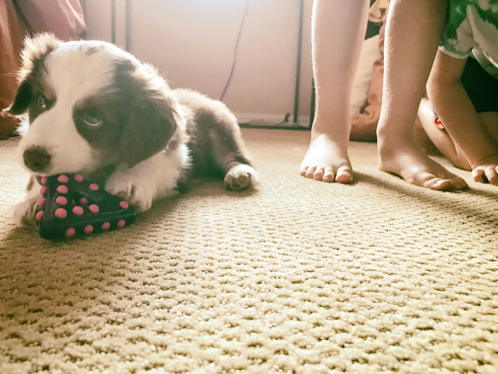 Why Is Your Dog Always Underfoot? The Small Change That Makes a Big Difference in Daily Life