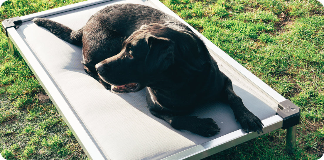 Why Chew-Proof Dog Bed is a Worthwhile Investment in 2024