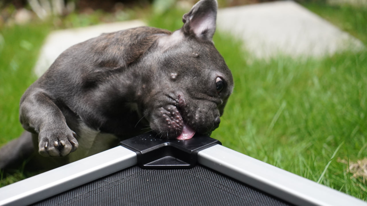 How to Train Your Dog to Use an Elevated Bed Without Chewing It