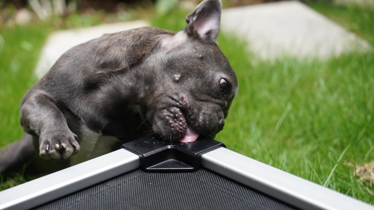 A Dog needs to Train to Use an Elevated Bed Without Chewing It