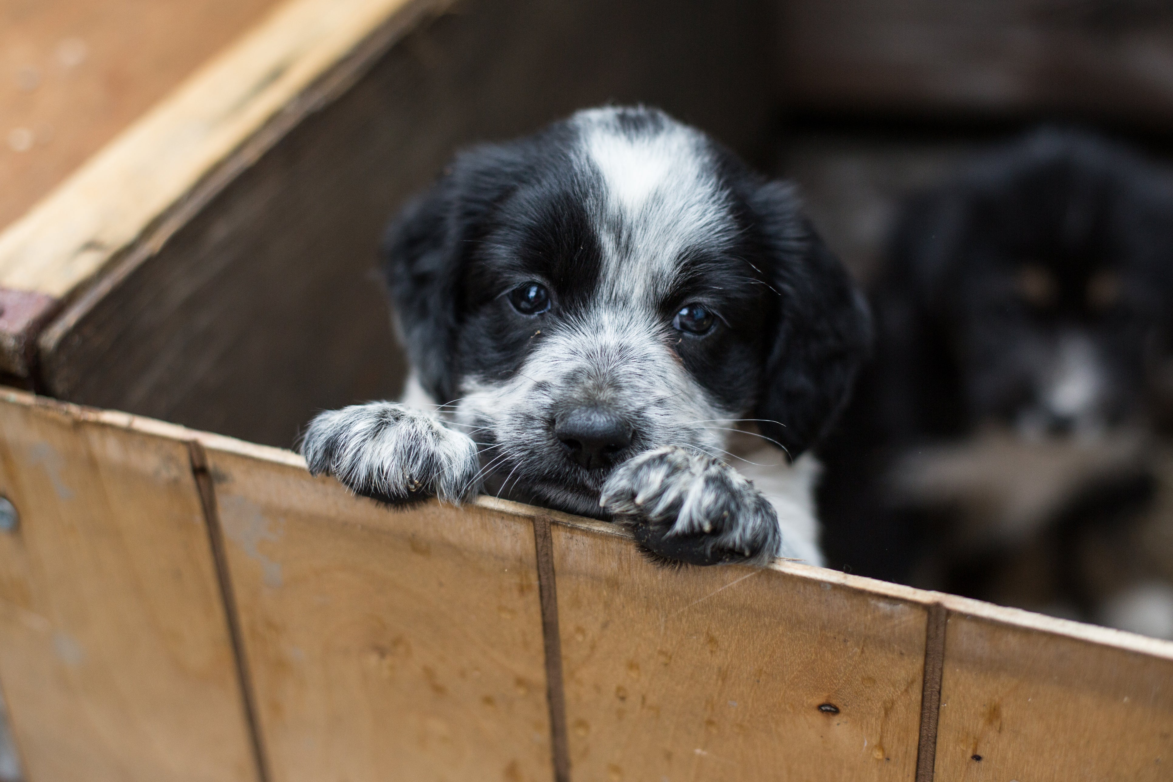 How Tall Should a Puppy Playpen Be? Keeping Your Little Explorer Safe and Grounded