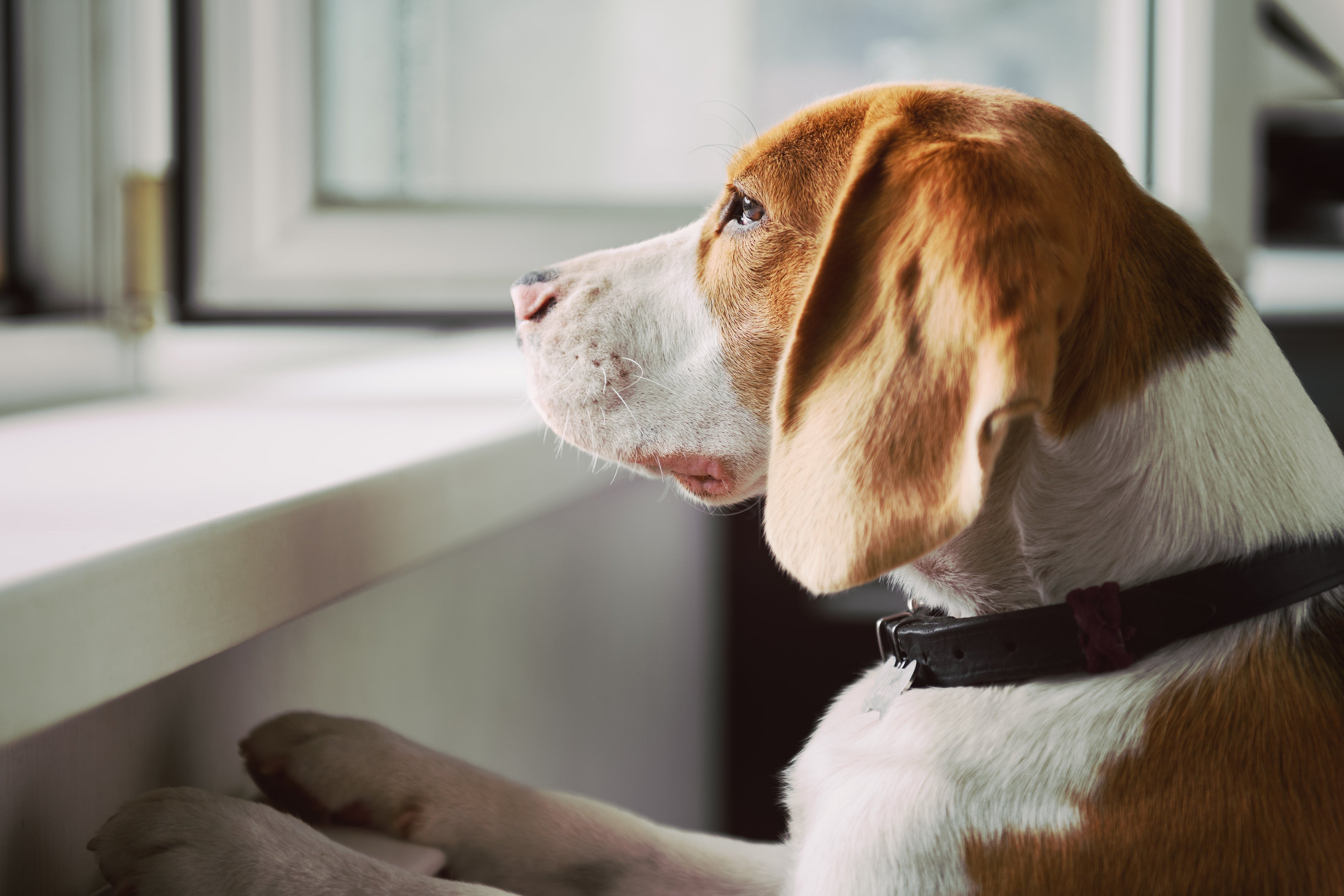A beagle standing by a window indoors, resting its paws on the windowsill and looking outside in natural daylight.