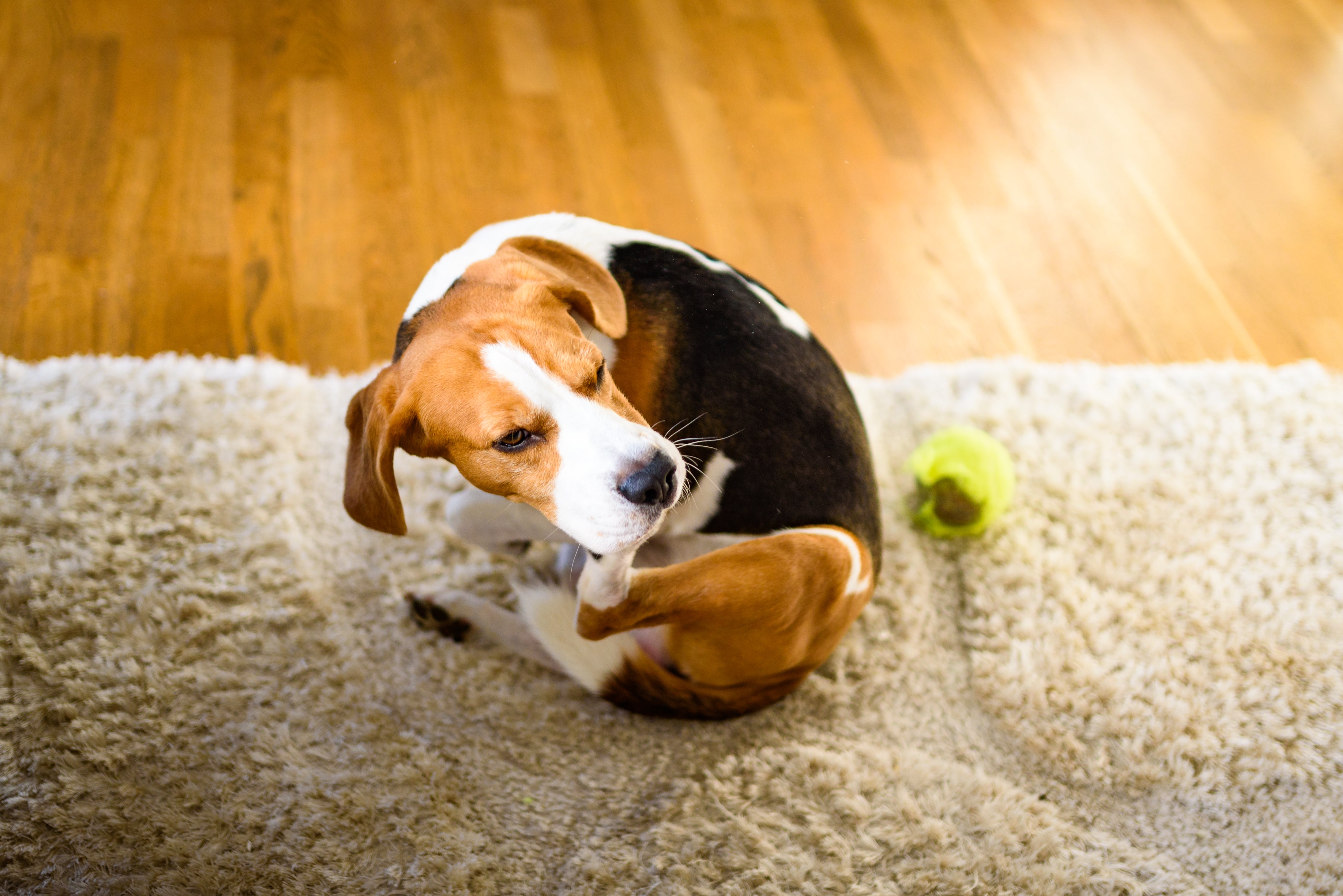 A beagle scratching its ear while sitting on a carpeted floor next to a green tennis ball.