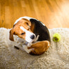 A beagle scratching its ear while sitting on a carpeted floor next to a green tennis ball.