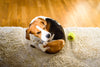 A beagle scratching its ear while sitting on a carpeted floor next to a green tennis ball.